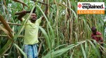 Workers harvest sugarcane in a field on the outskirts of Agartala.