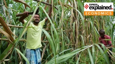 Workers harvest sugarcane in a field on the outskirts of Agartala.
