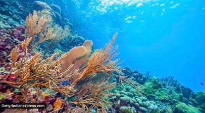 Plastic pollution on the world's coral reefs