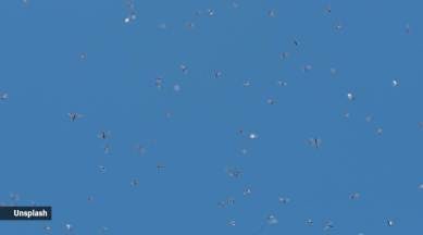 eye floaters