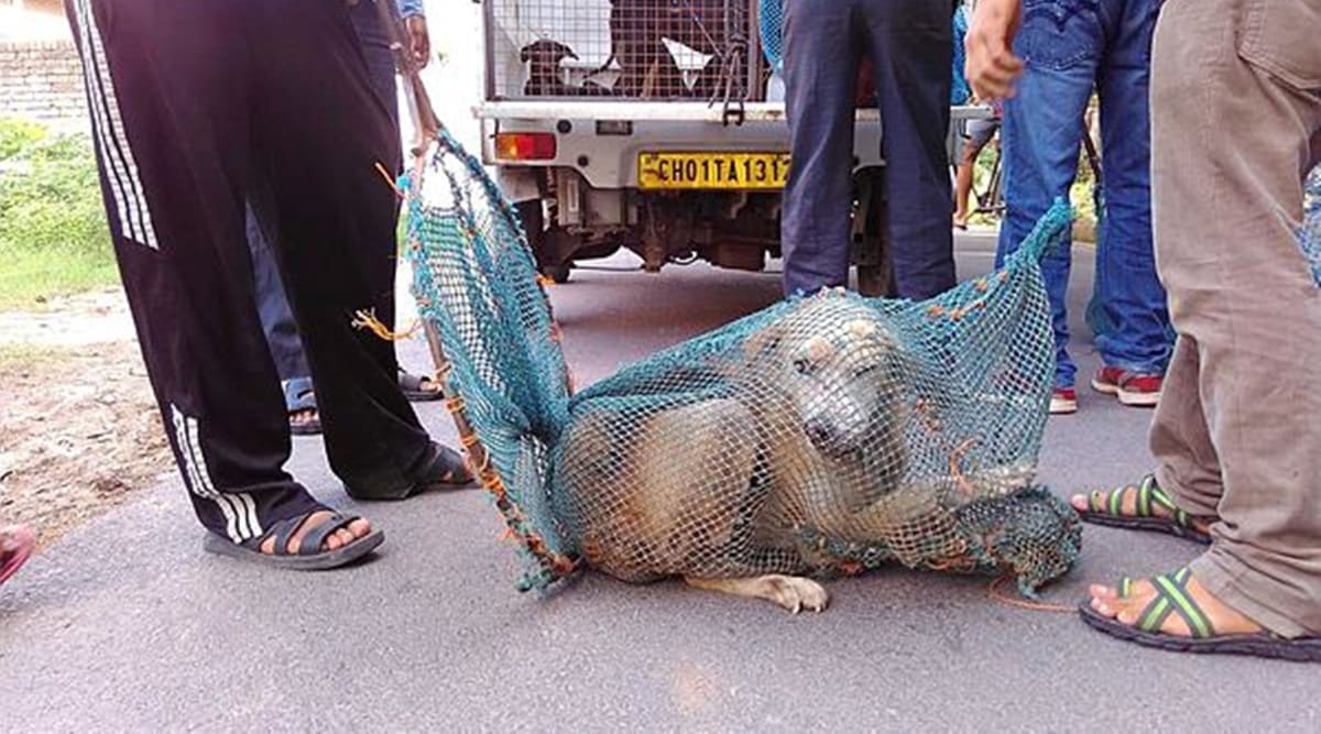 Dog bite menace in Chandigarh 42,866 cases in 4 years, sterilisation