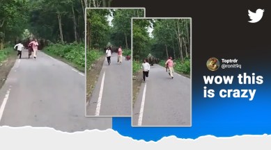 elephant chasing people