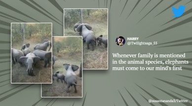 elephant herd protective