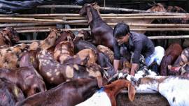 Cows goats loss, Faridabad cows theft, faridabad police, Bajrang Dal, indian express, indian express news