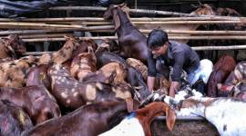 Cows goats loss, Faridabad cows theft, faridabad police, Bajrang Dal, indian express, indian express news