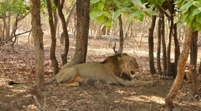 gujarat asiatic lion run over by goods train
