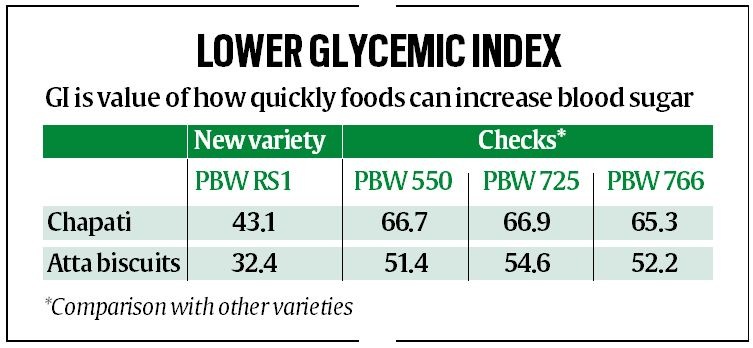 PAU develops new wheat variety to keep blood sugar, obesity in check