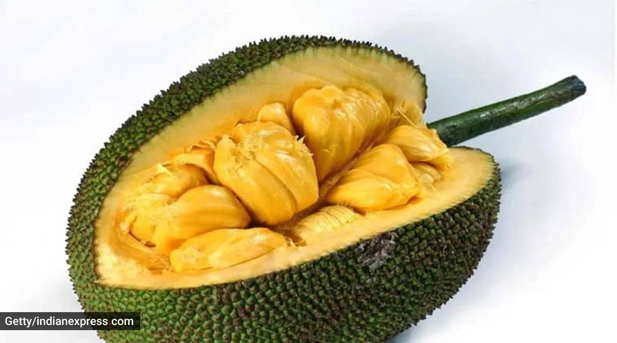 Jackfruit is a superb supply of nutritional vitamins and minerals