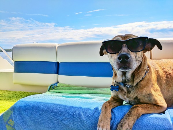 Pet-friendly luxury villas are in great demand today.  Photo: Unplash