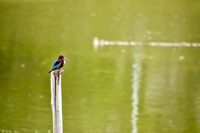 Kingfisher