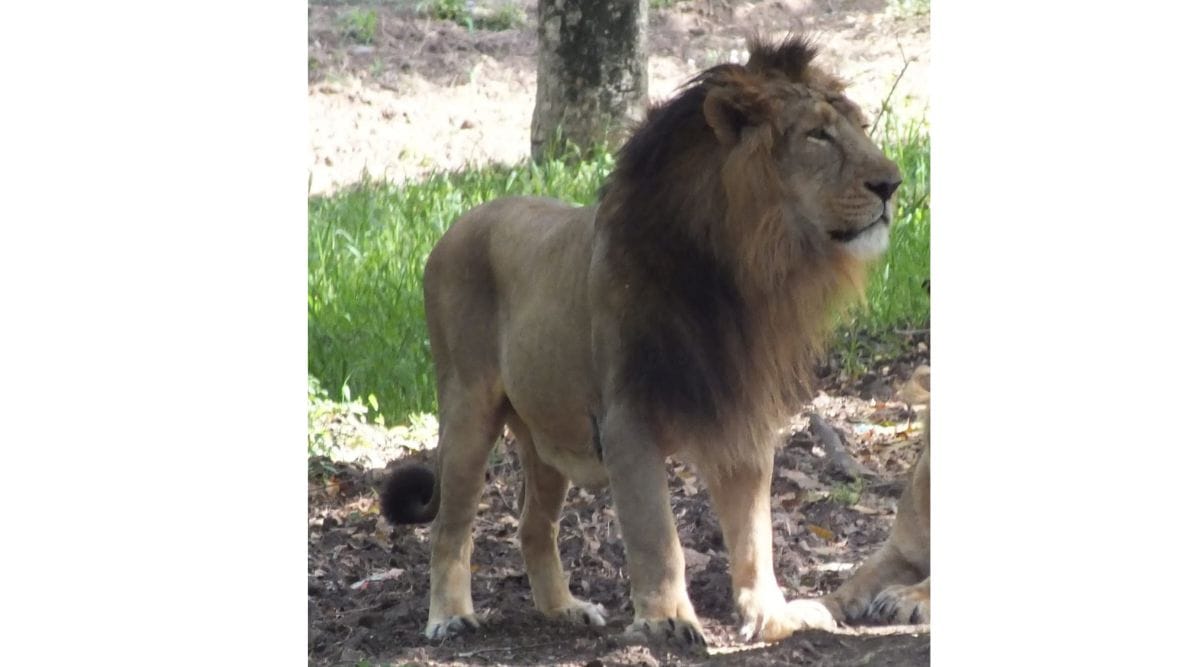 Lion Akshit the first wild pet of Lalru based industry