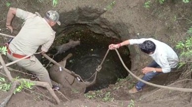 leopard cub found dead, Lioness found dead in well, ahmedabad forest officers, 2 carnivores fell, sub-adult lion injury, forest officers statement, indian express news, indian express new