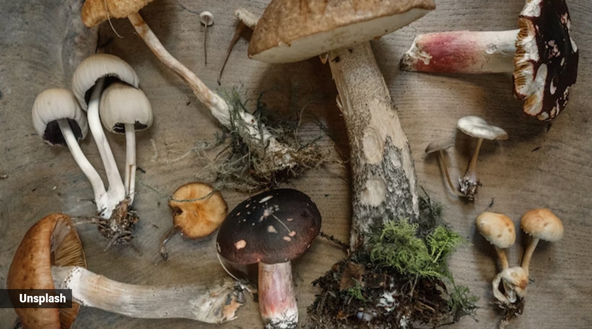 mushrooms