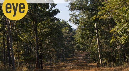 The Nagzira forest might be small in size but packs in a punch. (Image credit: Getty Images)