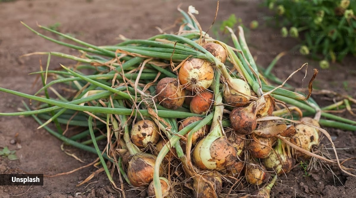 Nutrition alert Here’s what a 100gram serving of onions contains