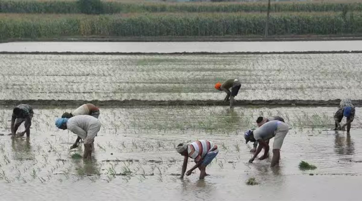 paddy sowing in punjab