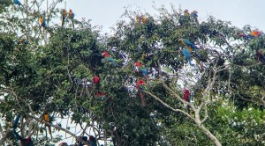 parrots
