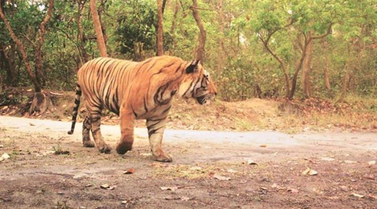 State s Wildlife Population Sees Sharp Upturn In 5 Years Uttar Pradesh Government Lucknow 