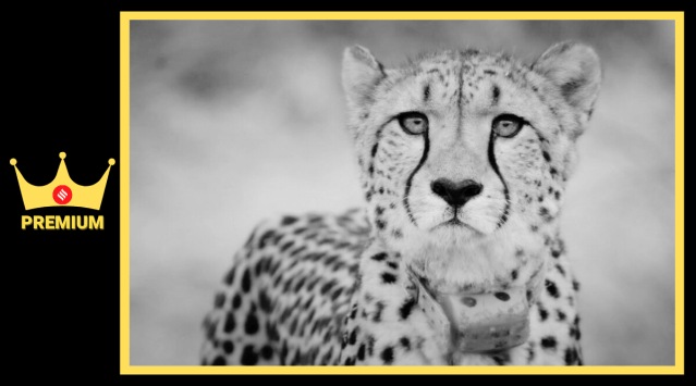cheetah