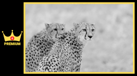 After Kuno deaths, radio collars set to be taken off 10 cheetahs