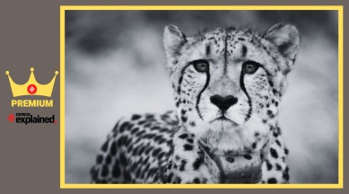 Cheetah