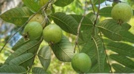 punjab guava orchard