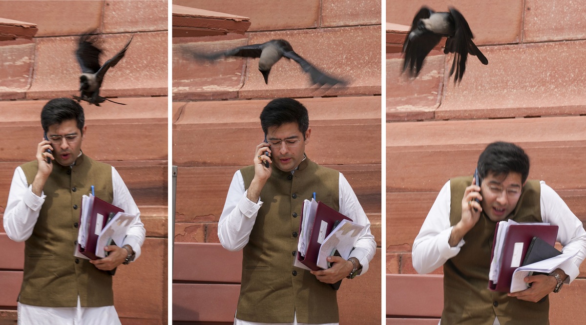 Delhi Confidential: Raghav Chadha, A Crow, And Saying It With Proverbs ...