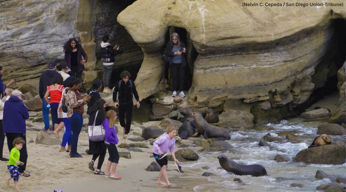 WATCH: Sea lions charge at tourists on San Diego beach