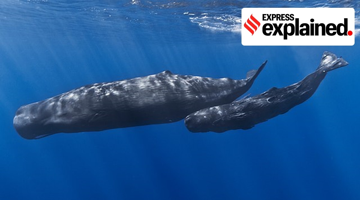 sperm whales