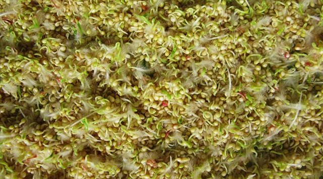 sprouts