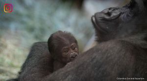 sully gorilla birth