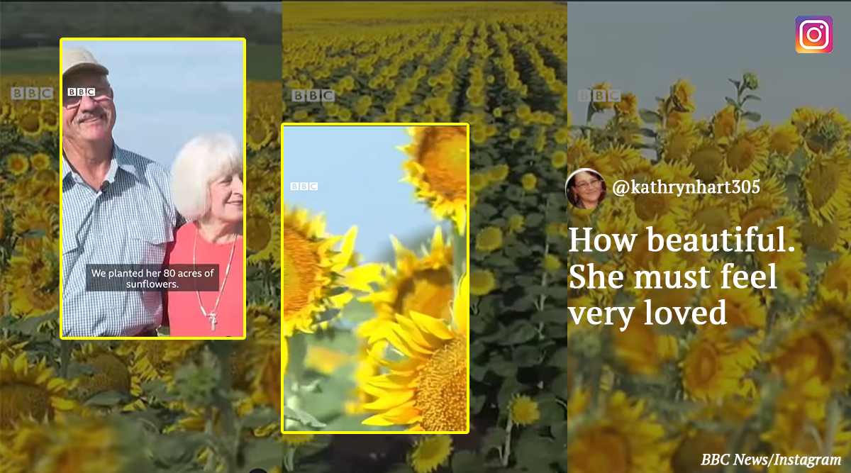 US farmer grows sunflowers across 80 acres to surprise wife ahead of 50th wedding anniversary Trending News pic pic