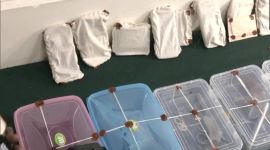 terror suspects in bangalore arrested