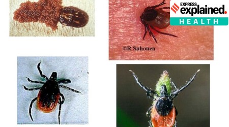 Crimean-Congo haemorrhagic fever