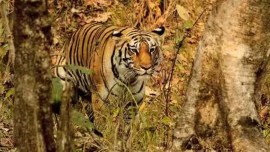number of tigers in india, tiger census india