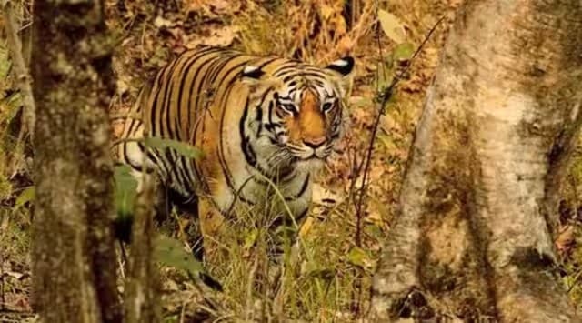 number of tigers in india, tiger census india