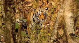 MP tiger population