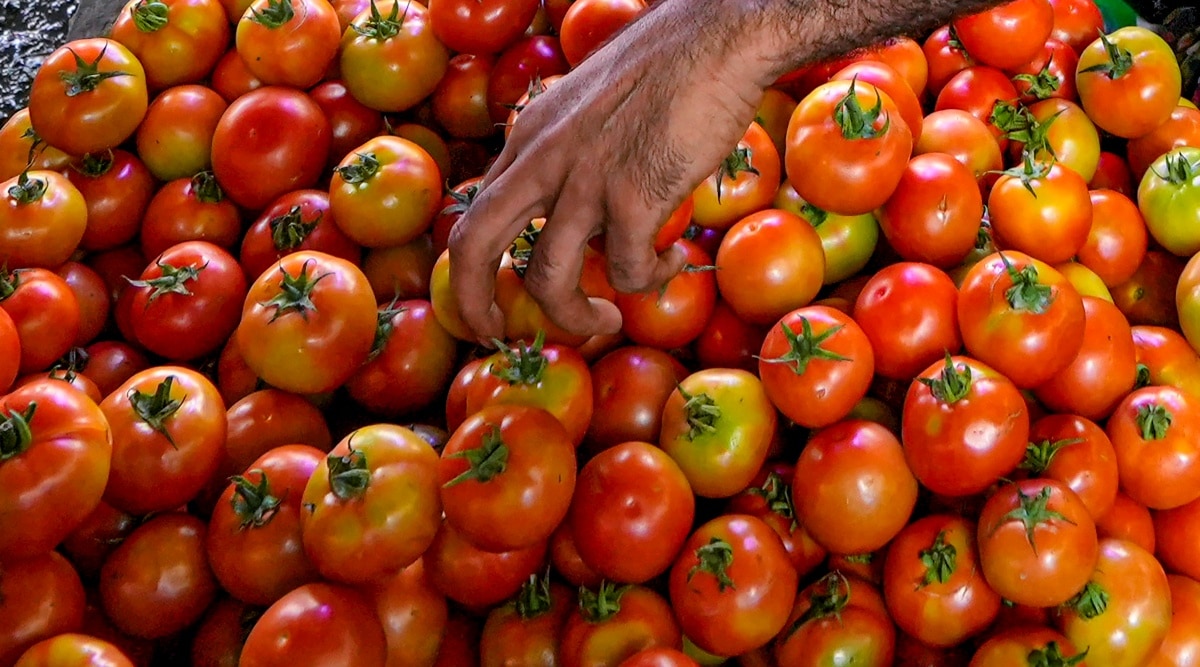 Telangana farmer earns about Rs two crore in 15 days selling tomatoes