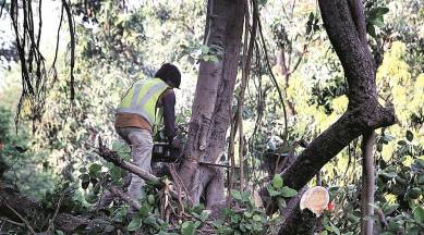 Kerala tree felling case, 2021 tree felling case, kerala 2021 tree felling case, Wayanad, Kerala TV channels, Indian Express, India news, current affairs