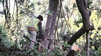 Kerala tree felling case