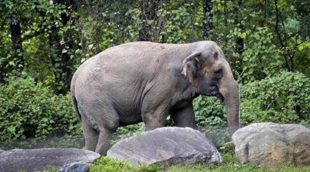 Wild tusker kills motorcyclist in Tripura - Vimarsana News