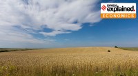 wheat field in Ukraine