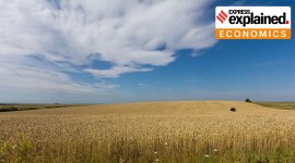 wheat field in Ukraine