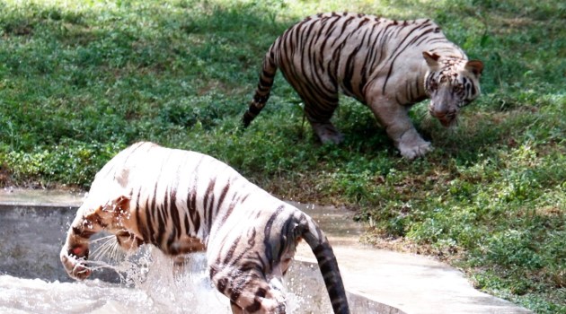 Delhi Zoo Celebrates First Birthday Of 2 White Tiger Cubs Avni Vyom Delhi Zoo Celebrates First Birthday Of 2 White Tiger Cubs Avni Vyom