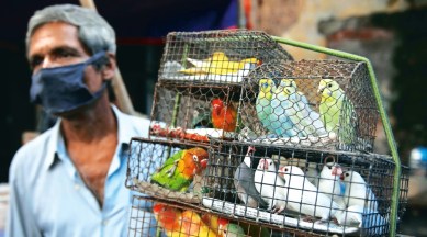 native birds pets, keeping native birds as pets, bengal native birds, native birds in bengal, West Bengal, Kolkata, Indian Express, current affairs