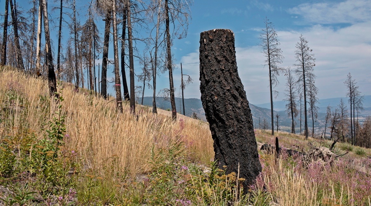 canadian wildfires: A slice of forest that was scorched by fire in 2021, in West Kelowna, British Columbia, Canada, on July 21, 2023