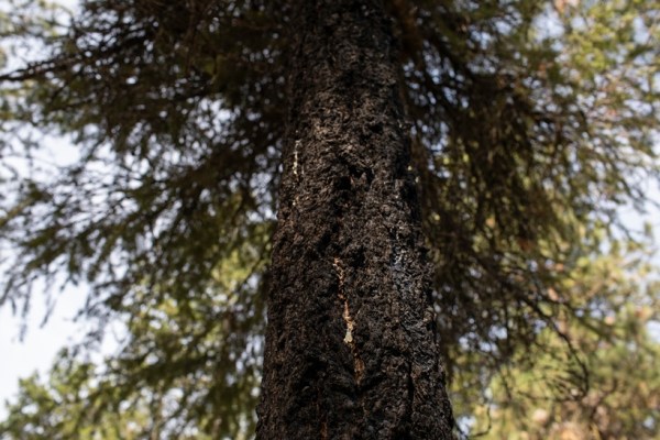 Sap from a scorched tree shows it survived a wildfire in West Kelowna, British Columbia, Canada, on July 21, 2023. (Amber Bracken/The New York Times)