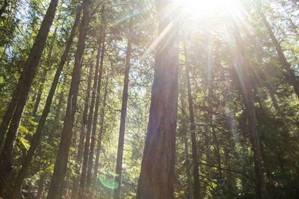 An area of managed forest in Nelson, British Columbia, Canada, on July 20, 2023. (Amber Bracken/The New York Times)