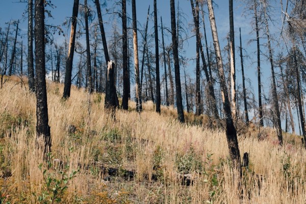 A fire affected area of forest in West Kelowna, British Columbia, Canada, on July 21, 2023