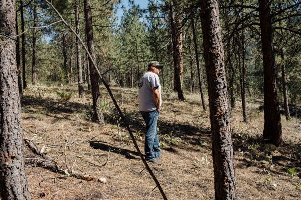 Craig Moore — a member of the Syilx Okanagan Nation, shows an area where fuel management—spacing trees and removing brush and lower branches of trees has been effective in helping control wildfires, at Kalamalka Park in Vernon, British Columbia, Canada, on July 19, 2023. (Amber Bracken/The New York Times)